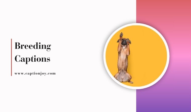 Breeding Captions: 100+ Proven Ideas That Drive Clicks