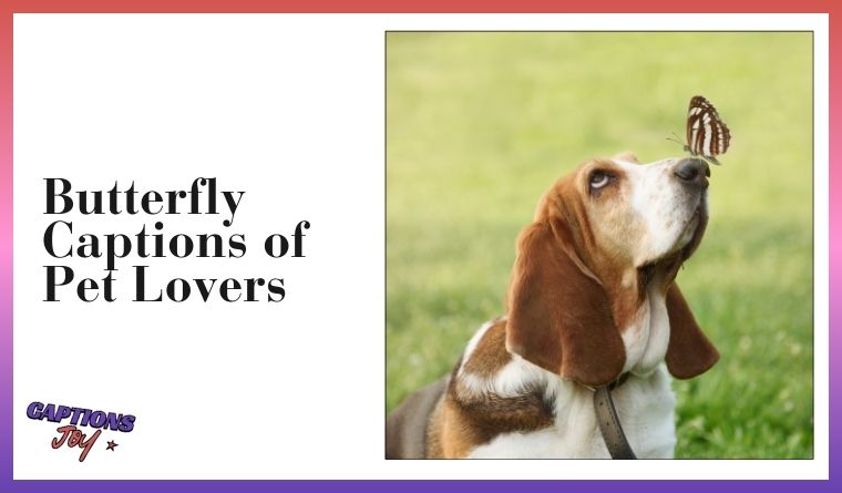 Butterfly Captions of Pet Lovers