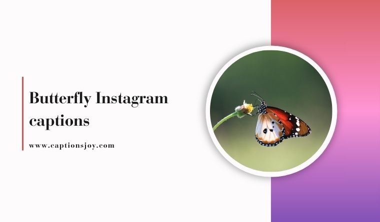 560+ Butterfly Instagram captions in 2026
